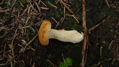 Hydnum rufescens