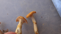 Hydnum rufescens
