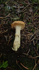 Hydnum rufescens