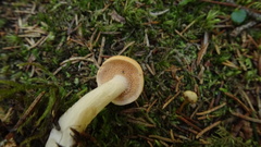 Hydnum rufescens