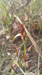 Elegia squamosa