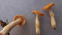 Hydnum rufescens