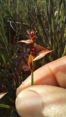 Elegia squamosa