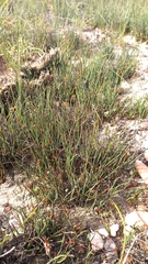 Elegia squamosa