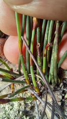 Elegia squamosa