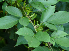 Dendrolobium triangulare