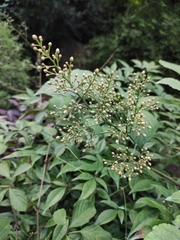 Gynostemma pentaphyllum