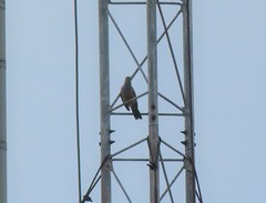 Cacomantis merulinus