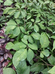 Gynostemma pentaphyllum