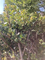 Magnoliopsida