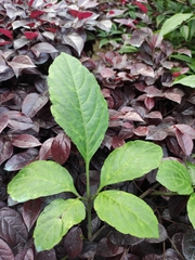 Gynostemma pentaphyllum