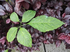 Gynostemma pentaphyllum