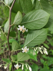 Styrax faberi