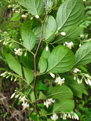 Styrax faberi
