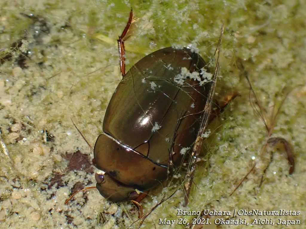 Hydrochara affinis
