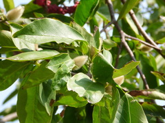 Magnolia