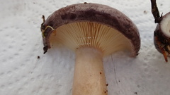 Lactarius mammosus