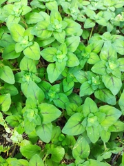 Lysimachia christinae