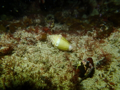 Conus dorreensis