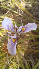 Moraea algoensis