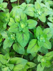 Lysimachia christinae