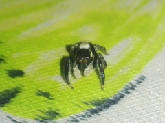 Colopsus manu
