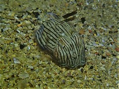 Sepioloidea lineolata