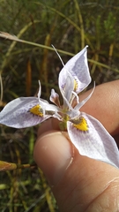 Moraea algoensis
