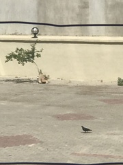 Columba livia domestica