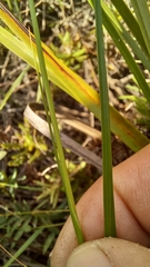 Moraea algoensis