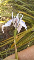 Moraea algoensis