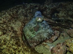 Octopus djinda
