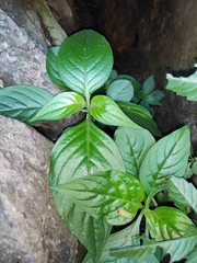 Hemiboea subcapitata