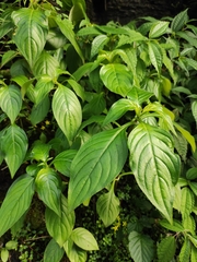 Hemiboea subcapitata