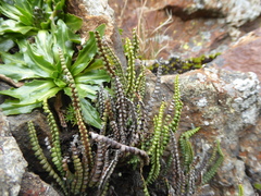 Melpomene moniliformis