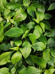 Hemiboea subcapitata