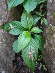 Hemiboea subcapitata