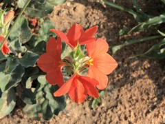 Crossandra mucronata