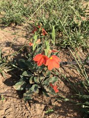 Crossandra mucronata