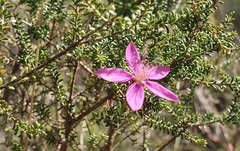 Calytrix fraseri