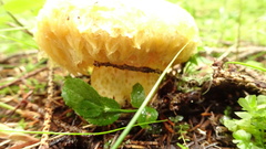 Lactarius repraesentaneus
