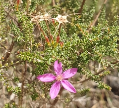 Calytrix fraseri