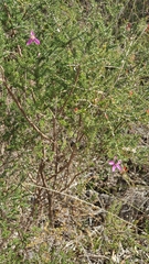 Calytrix fraseri