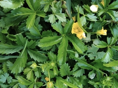 Potentilla kleiniana