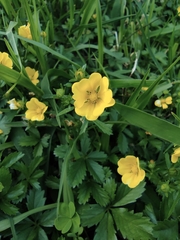 Potentilla kleiniana