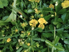 Potentilla kleiniana