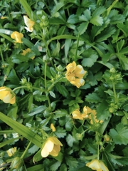 Potentilla kleiniana