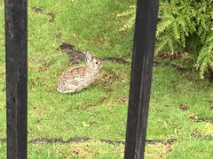Sylvilagus floridanus