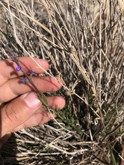 Verbena perennis