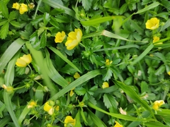 Potentilla kleiniana